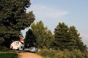 Hrast na Smuku 1